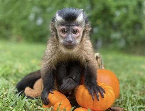 Ad ID 289587. . Monkeys for sale in illinois